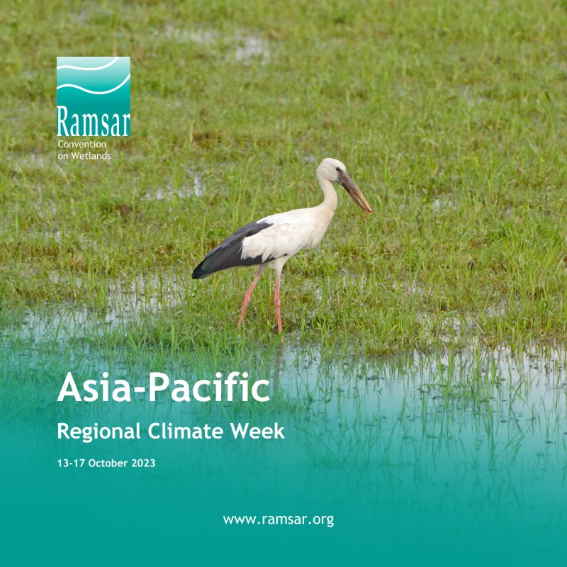 RamsarConv's tweet photo. The Asia Pacific region is more than just a place hit by climate challenges; it’s also source of climate solutions. With its diverse landscapes, including coastal mangroves and pristine coral reefs, it serves as a natural buffer against climate-related disasters.

#APClimateWeek