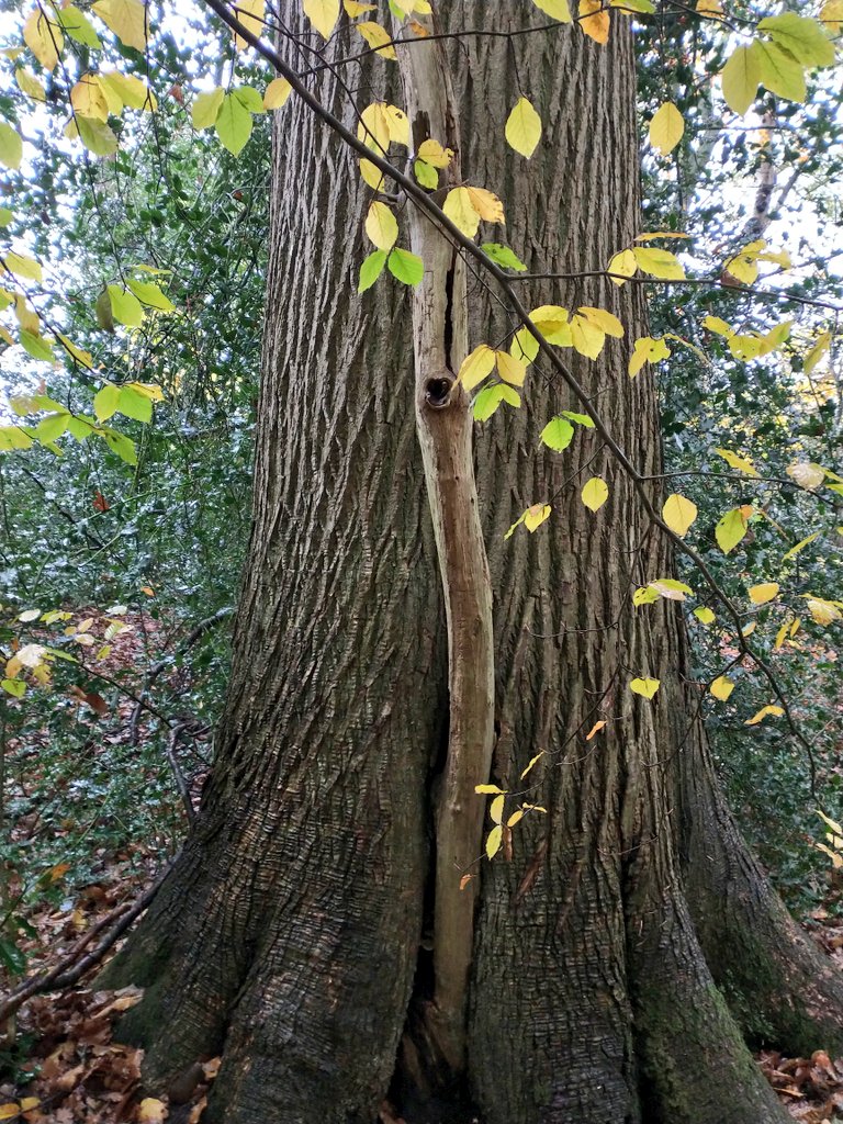 A couple of contenders for #thicktrunktuesday a beech and an oak from my woodland walk this morning 😁😁 #wildlife #nature #trees #ukwildlife #tuesdayvibe