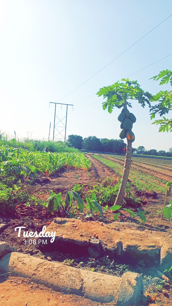 VrajendraGohel's tweet photo. मैं जन्नत कहूँ,तुम पिताजी के साथ मेरा खेत समझना। Agriculture is our wisest pursuit because it will,in the end, contribute most to real wealth, good morals and happiness. – Thomas Jefferson #ગામડું #Gujarat @ramanmann1974 @Ambarish_Der  #GujaratiNewYear #GujaratiNews https://t.co/JjK6L58hsE