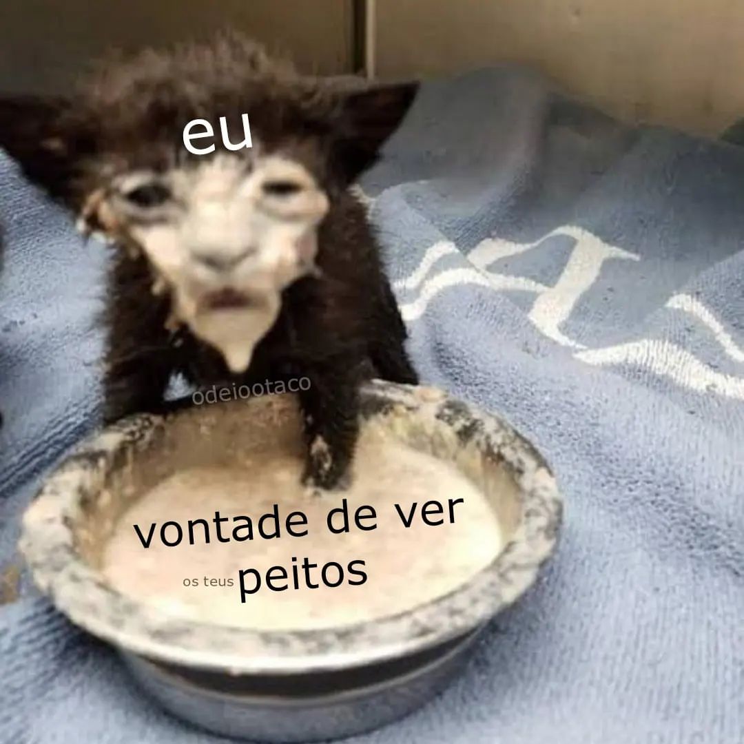 perfil dedicado a gatinhos e peitos (@odeiootaco) on Twitter photo 