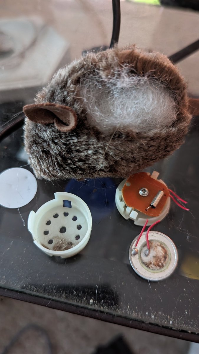 StuntFX77's tweet photo. What a pain in this ass this was to RIP apart! #deadmouse #toy #mouse #itwasaheadache https://t.co/R46vfNR8LW