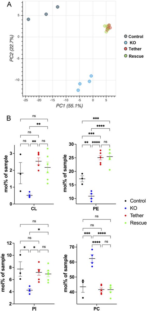 LifeScienceAlliance (@lsajournal) on Twitter photo Check out this Research Article recently published in LSA: ESYT1 tethers the ER to mitochondria and is required for mitochondrial lipid and calcium homeostasis@TheNeuro_MNI <a href="/alexostomate/">alexandre janer</a> <a href="/ReviewCommons/">Review Commons</a>
life-science-alliance.org/content/7/1/e2… Check out this Research Article recently published in LSA: ESYT1 tethers the ER to mitochondria and is required for mitochondrial lipid and calcium homeostasis@TheNeuro_MNI <a href="/alexostomate/">alexandre janer</a> <a href="/ReviewCommons/">Review Commons</a>
life-science-alliance.org/content/7/1/e2…