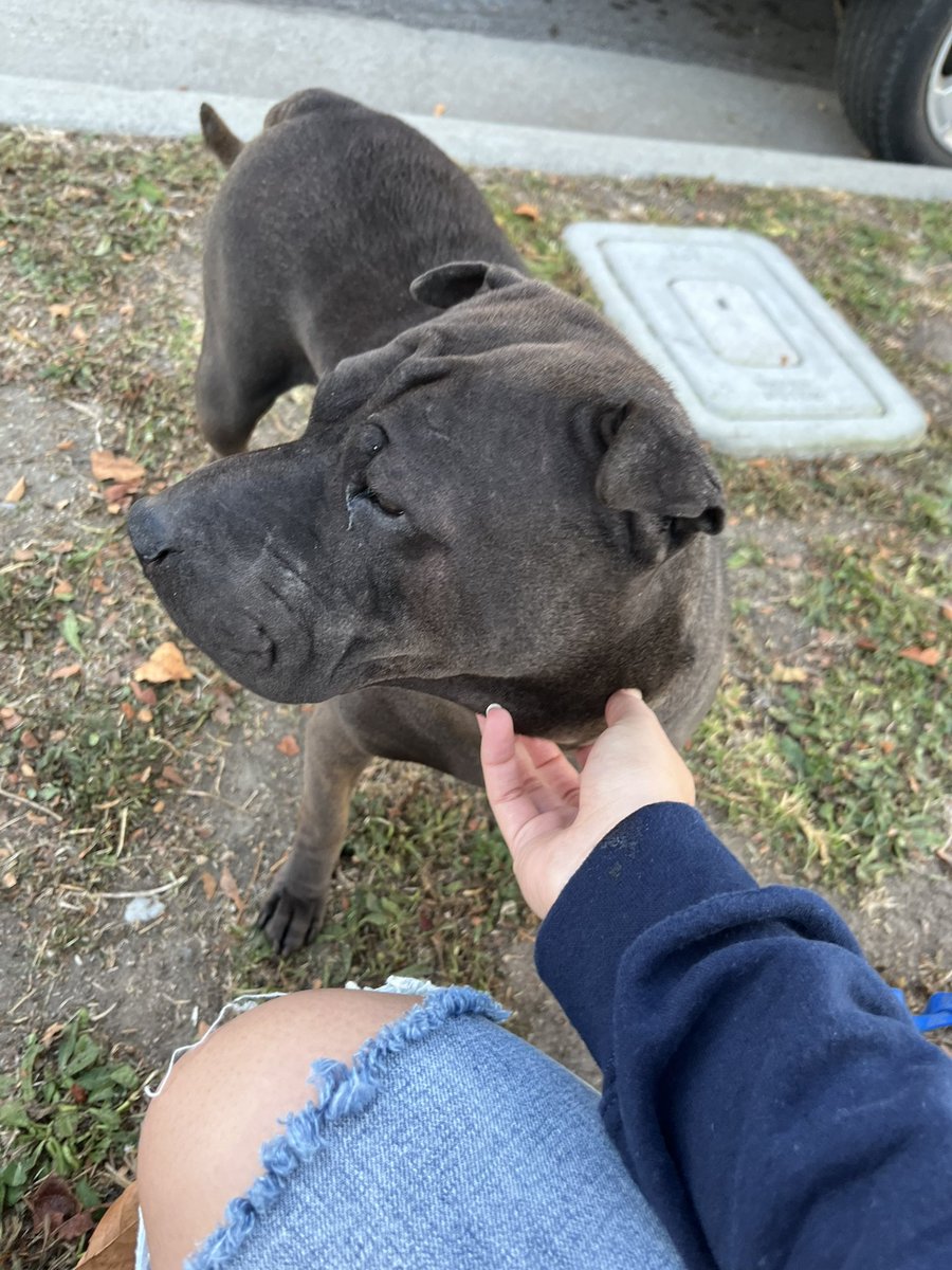 yafookinkunt's tweet photo. two stray dogs in lomita this morning near lomita and pennsylvania! i didn’t get a pic of the other doggy but this girl looked like she just had babies :(( last seen heading towards lomita blvd https://t.co/E8KVgum9UA