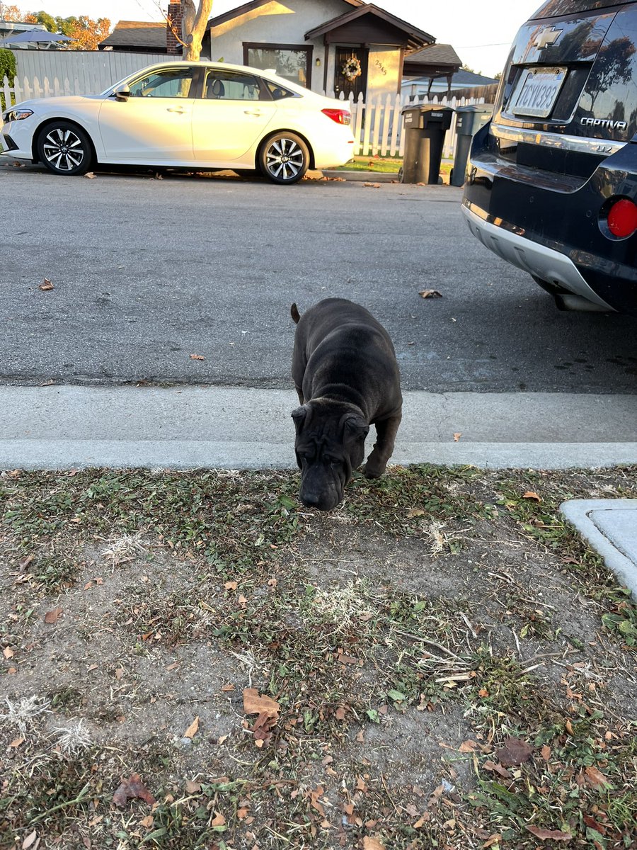 yafookinkunt's tweet photo. two stray dogs in lomita this morning near lomita and pennsylvania! i didn’t get a pic of the other doggy but this girl looked like she just had babies :(( last seen heading towards lomita blvd https://t.co/E8KVgum9UA