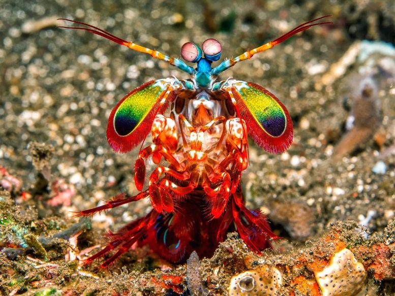 Inspired by the abilities and agile movement of the Mantis Shrimp, researchers have artificially replicated these in order to develop a robot that will explore previously unknown, oftentimes narrow underwater environments 🦐🌊 Pretty cool huh? 📸 @TechXplore_com