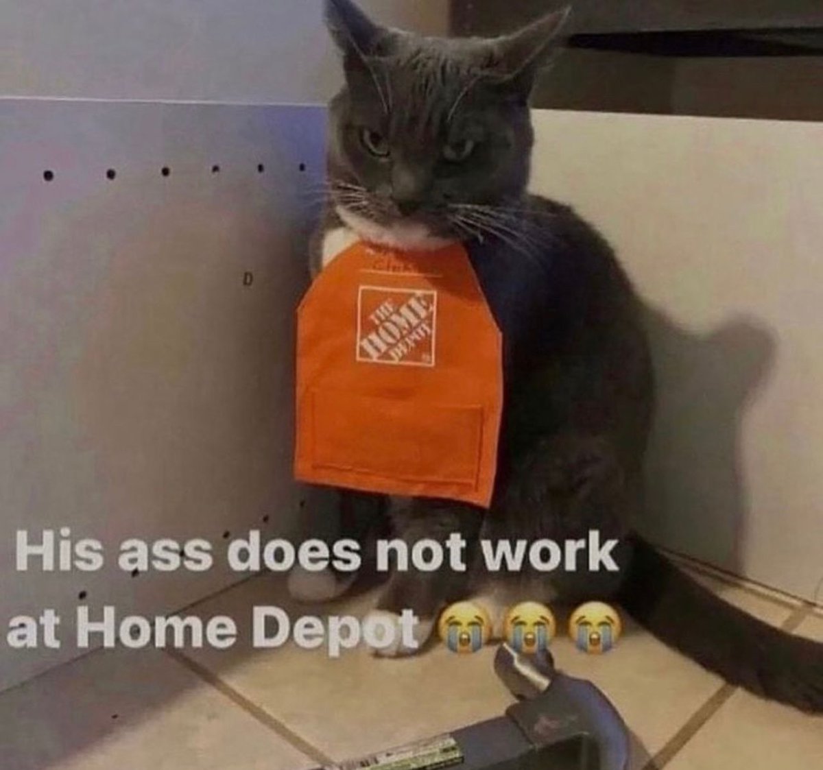 PostsOfCats's tweet image. 