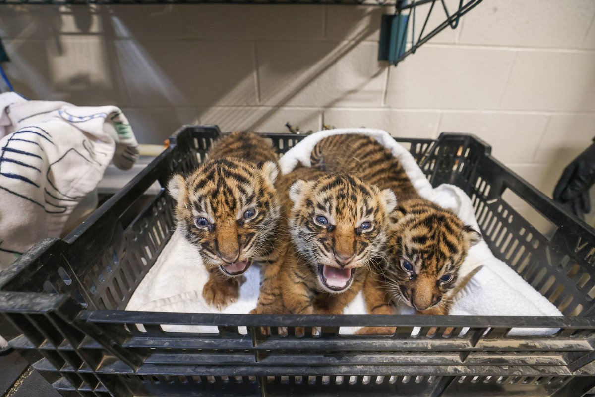 Pawsome photos from the Sumatran tiger cubs’ check-up last Thursday! 🐯