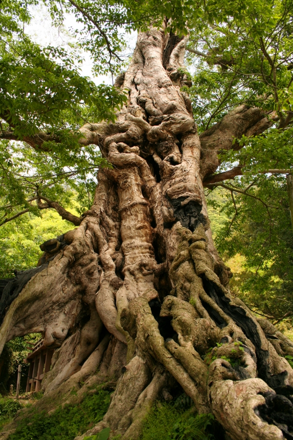 Los Árboles Mágicos ®️, (by Oscar Gaitan) tweet media