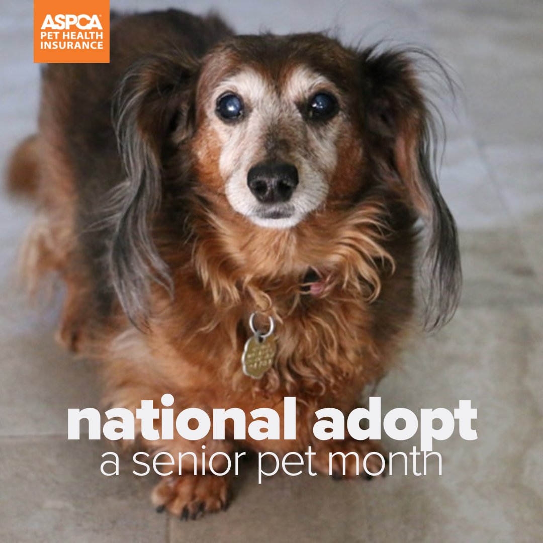 🐾👴 Adopting a senior pet this month? Make sure you're prepared to give them the best care with these tips: bit.ly/46msyJq
#AdoptASeniorPet #SeniorPets #PetInsurance #ASPCAPetInsurance