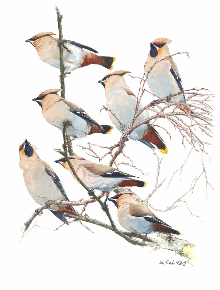 I’ve got some new work in the pipeline (what with all the waxwings around!) but if anyone would like any prints of my previous work,  just let me know. 
They are approx. 60cm x 40cm and £55 each. #waxwings #birdart #wildlifeart #Watercolour #gicleeprints