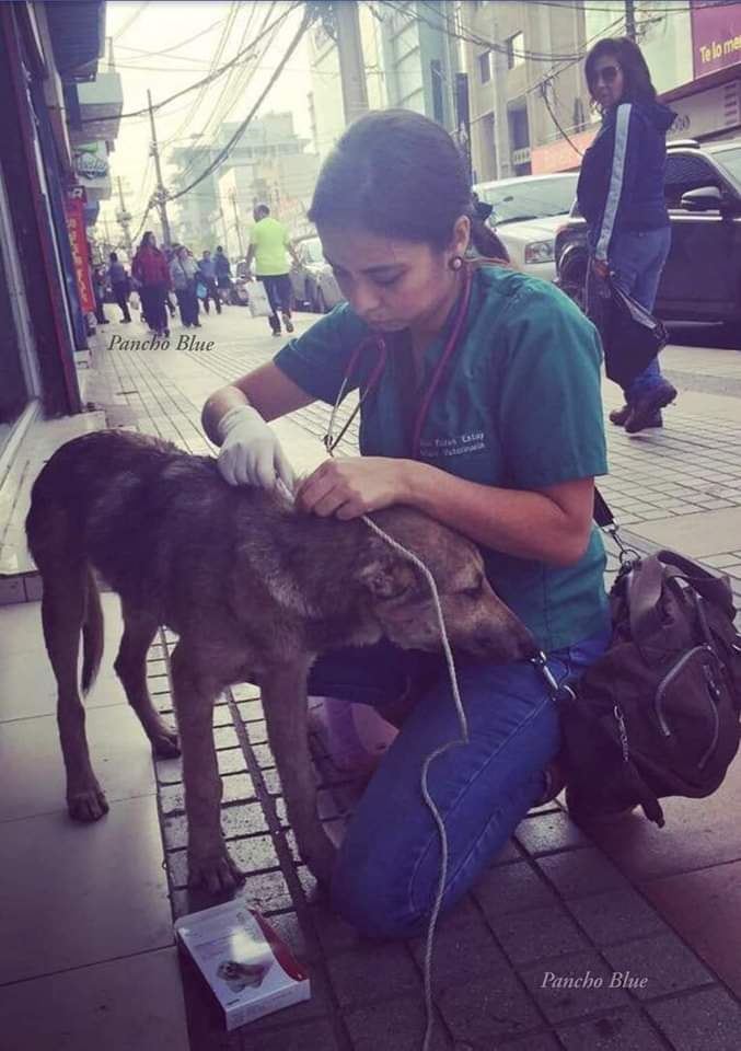 GRamirezF_D12's tweet photo. Esta veterinaria humanitaria atiende animalitos abandonados que viven en las calles de Chile 🇨🇱, ella comenta que atiende a domicilio, pero como el lugar de estos animalitos es la calle, los atiende ahí. Ojalá y existieran más profesionales con su vocación. https://t.co/7VrZqNMoOE