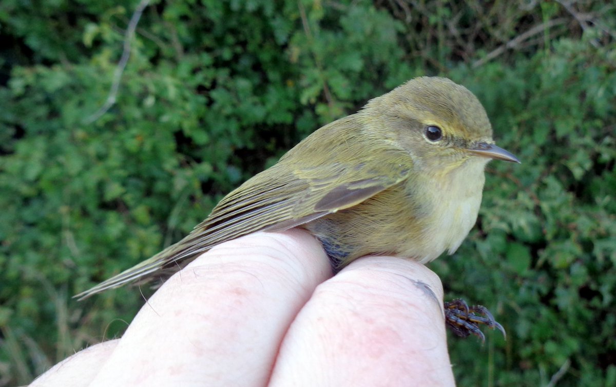North Wiltshire Ringing Group ringing control: Chiffchaff ringed at Ilkeston, Derbyshire on 6th August 2023, controlled by us on Salisbury Plain 8th October 2023. 63 days since ringed, 199km movement #birdringing #migration