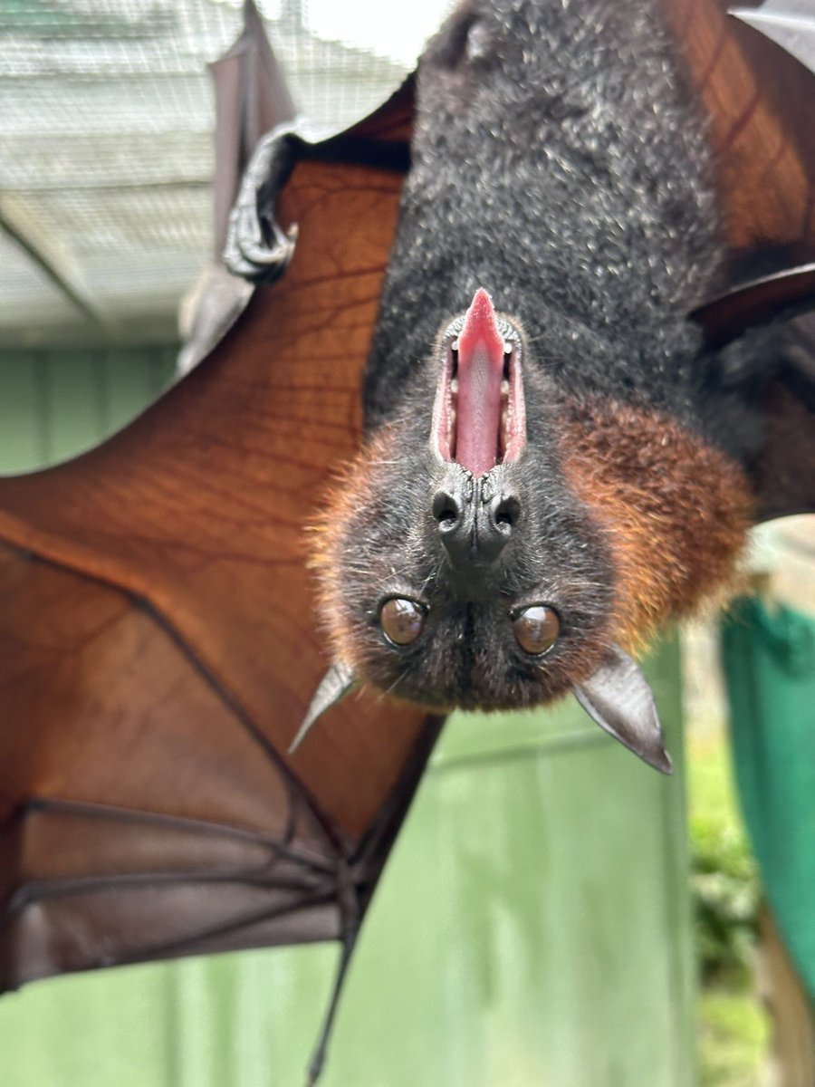 Tongue out Tuesday 👅 with Mitzvah the Malayan Flying Fox!