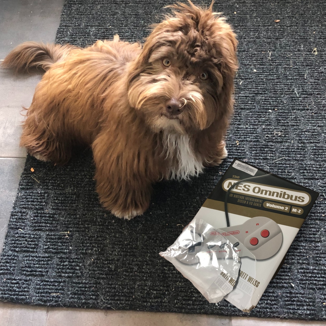 RichmondHillPL's tweet image. I heard someone say "reading is a treat" and I just had to try it. Sorry mom. Taste = 2/10. RHPL = 10/10. 🥺🐶 #dogsofRHPL #librarydogs