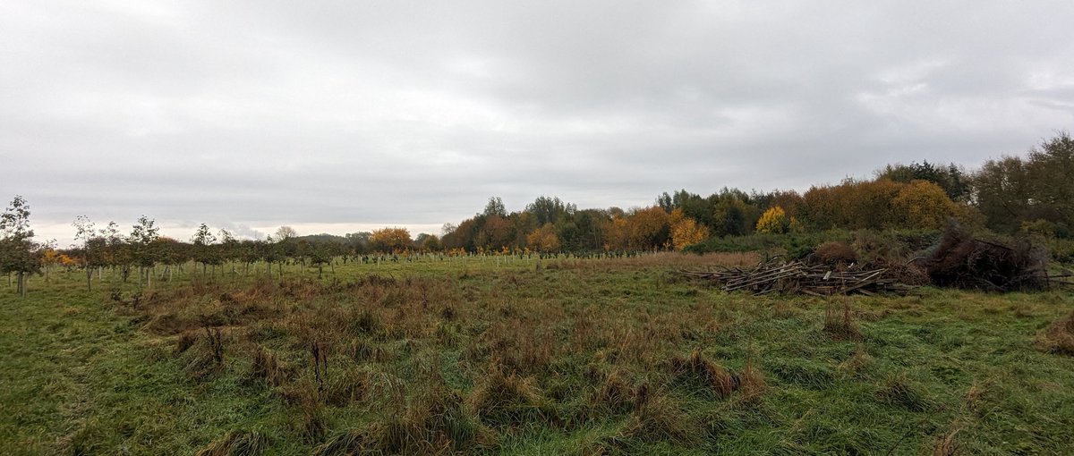 southnottsrg's tweet photo. A busy ringing weekend for the group, with the 2nd visit to the new site at Broomfield Hall resulting in nearly 100 birds and the long-running Brackenhurst station being opened up for the winter too. More on blog! https://t.co/07GhdnQL6w @derbycollege @NTU_ARES https://t.co/bsnyBix38a