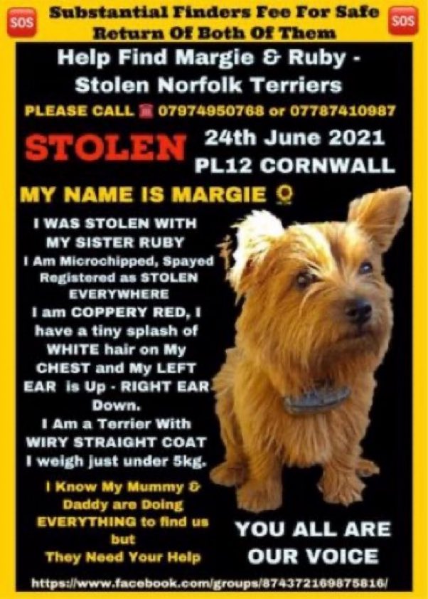 Please RT #rehomehour 🙏 Margie & Ruby were stolen from their farm between Landrake & Pillaton in SE #Cornwall #PL12 on 24th June 2021. Someone somewhere knows where they are. Please let these girls go home.  😢 🙏 #NorfolkTerriers 
#StolenMargieandRuby #Stolendogs #lostdogslive