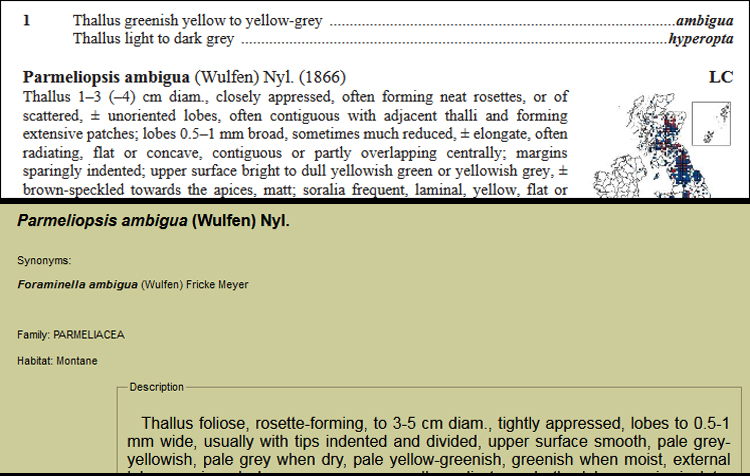 #Lichen Parmeliopsis from the (now two) roadside Oaks I'm recording. Gathered dry and keyed to P. hyperopta in LGBI3 but habitat seemed wrong. Then read the Lichens marins description, wetted specimen and realised it was Parmeliopsis ambigua! <a href="/BLSlichens/">The British Lichen Society</a> <a href="/obfuscans3/">Mark Powell</a> <a href="/specanatura/">Anthony Speca</a>