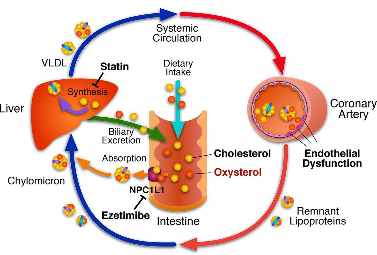 ☝️All patients receiving statins (regardless of dose) should be associated with ezetimibe

👉Low cost
👉No side effects
👉20% LDLc reduction