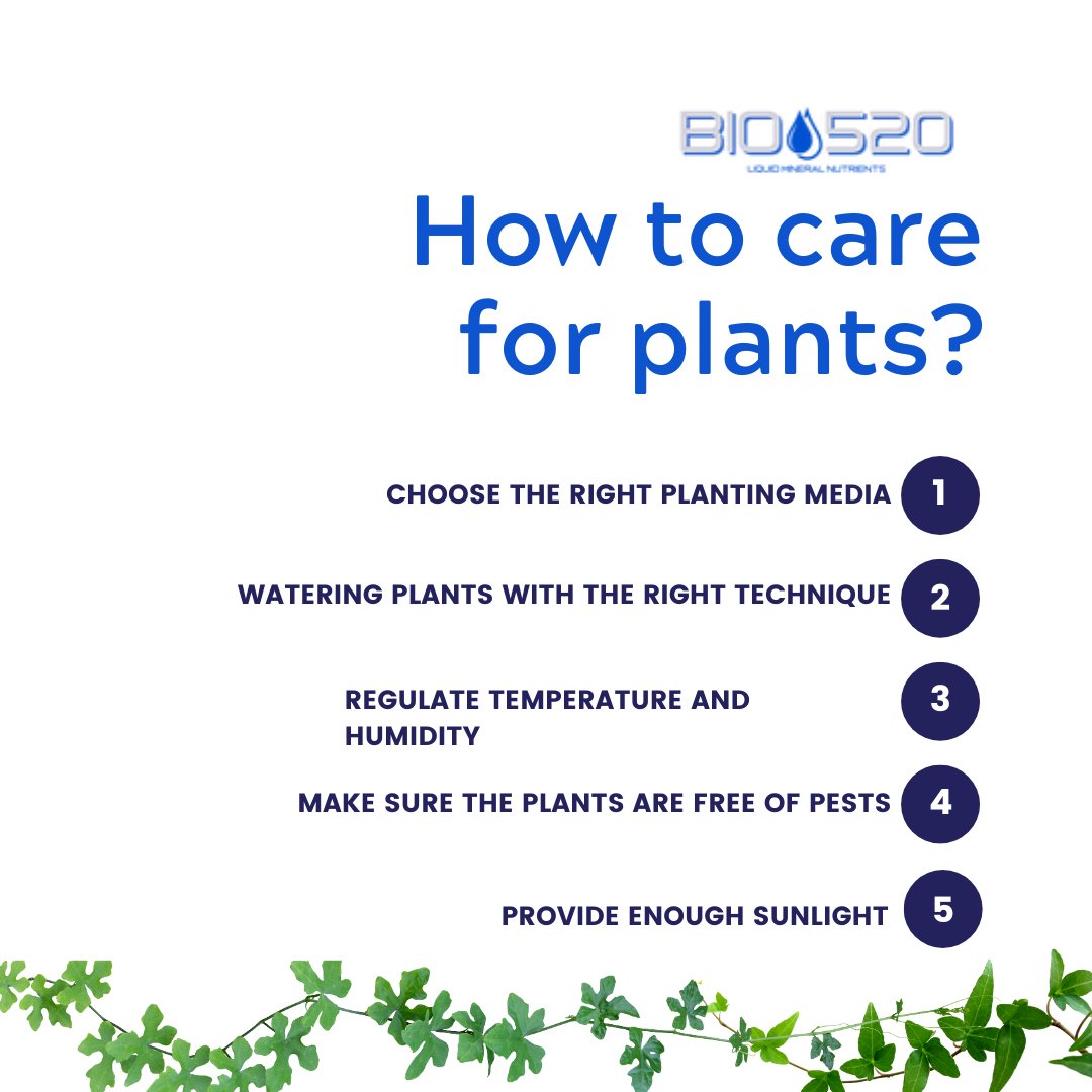 Here are some tips on how to take care of your plants!🤝💚

Visit our website now to know more about our product and see more of the before and after!🤝 bio520usa.com

#PlantParenting #GreenThumbMagic #BIO520Adventures #PlantCare #InGoodHands #LeafyTales