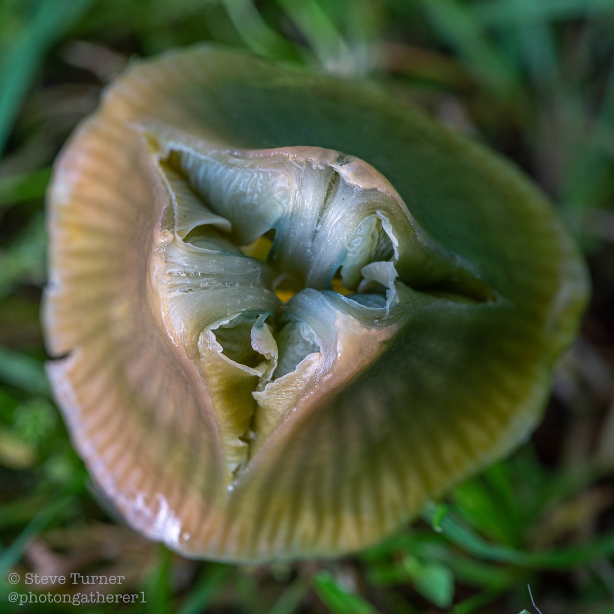 Parrot Waxcap {Gliophorus psittacinus} #fungi #autumn #waxcaps #Ceredigion #naturereserve #ephemera #mushrooms