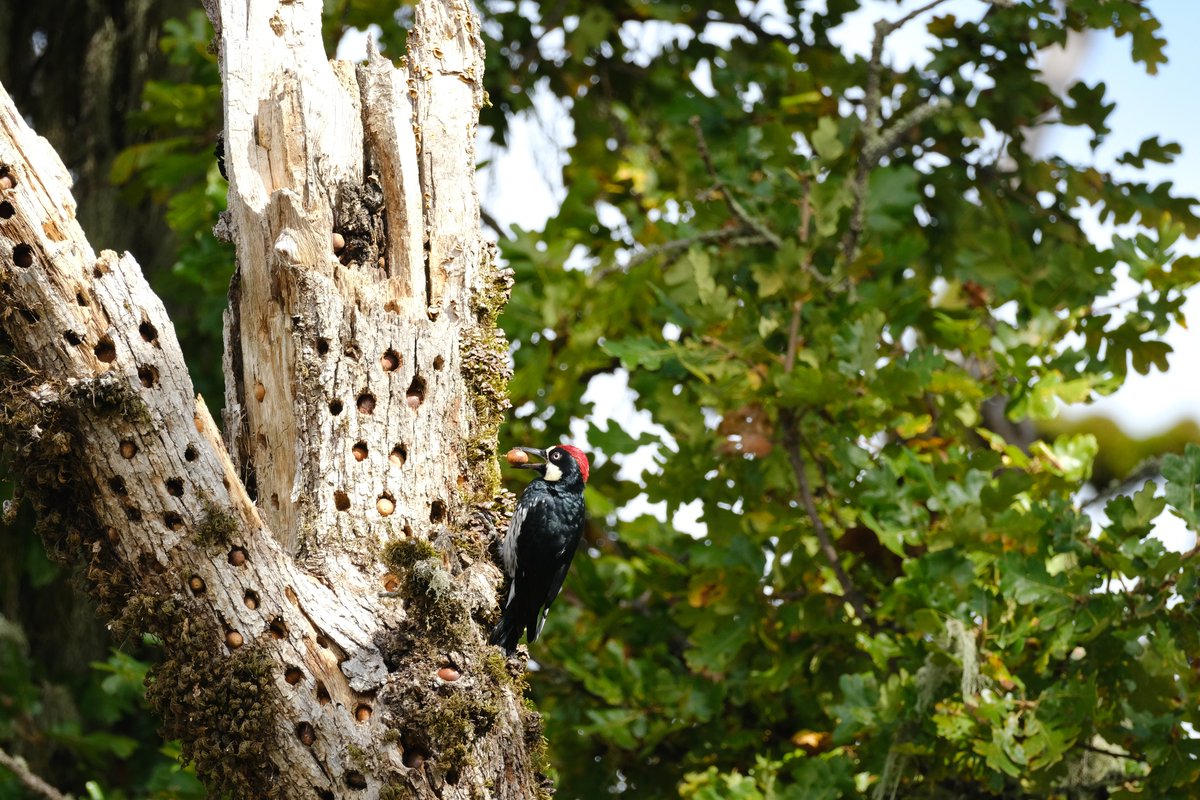 USFWSPacific tweet picture