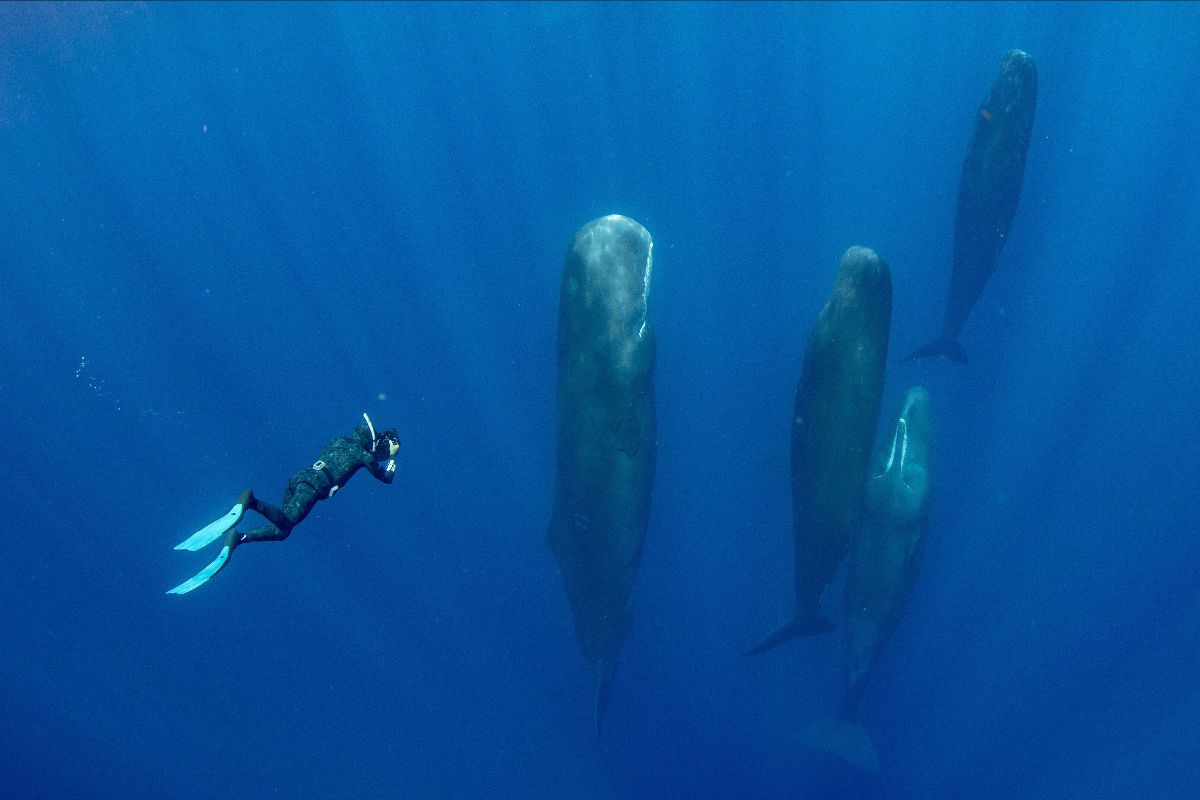 Sperm whales are the jewels of Dominica’s waters. Yesterday, the Government of Dominica announced its commitment to establish a nearly 800-square-kilometer Sperm Whale Reserve - the first of its kind in the world. 🥳 Learn more: mailchi.mp/dynamicpla/dom… Photo by @Enric_Sala