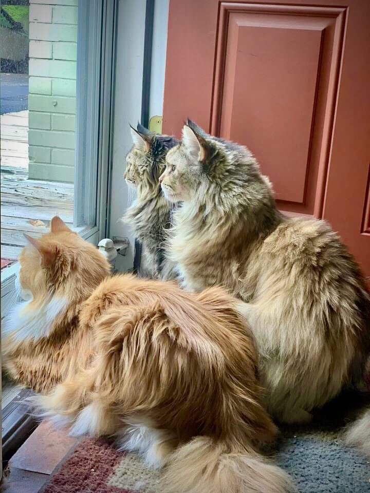 Maine Coon Alert—three magnificent creatures just watching the world go by.