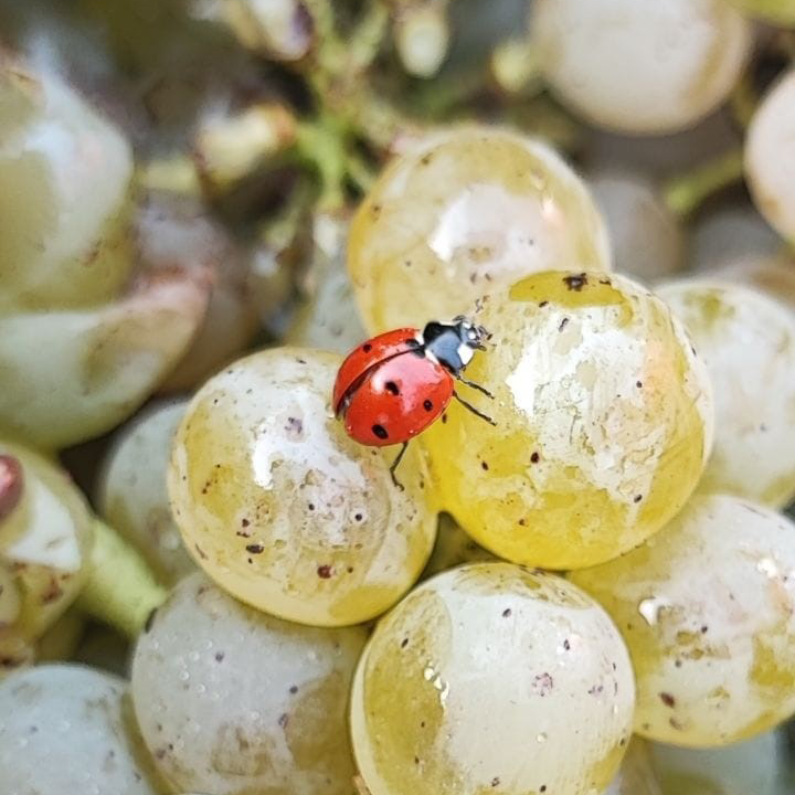 🇬🇧  A surprise guest in our white grapes during the 2023 harvest last September!

🇫🇷  Une invitée surprise dans nos raisins blancs lors de la vendange 2023 en septembre dernier!
