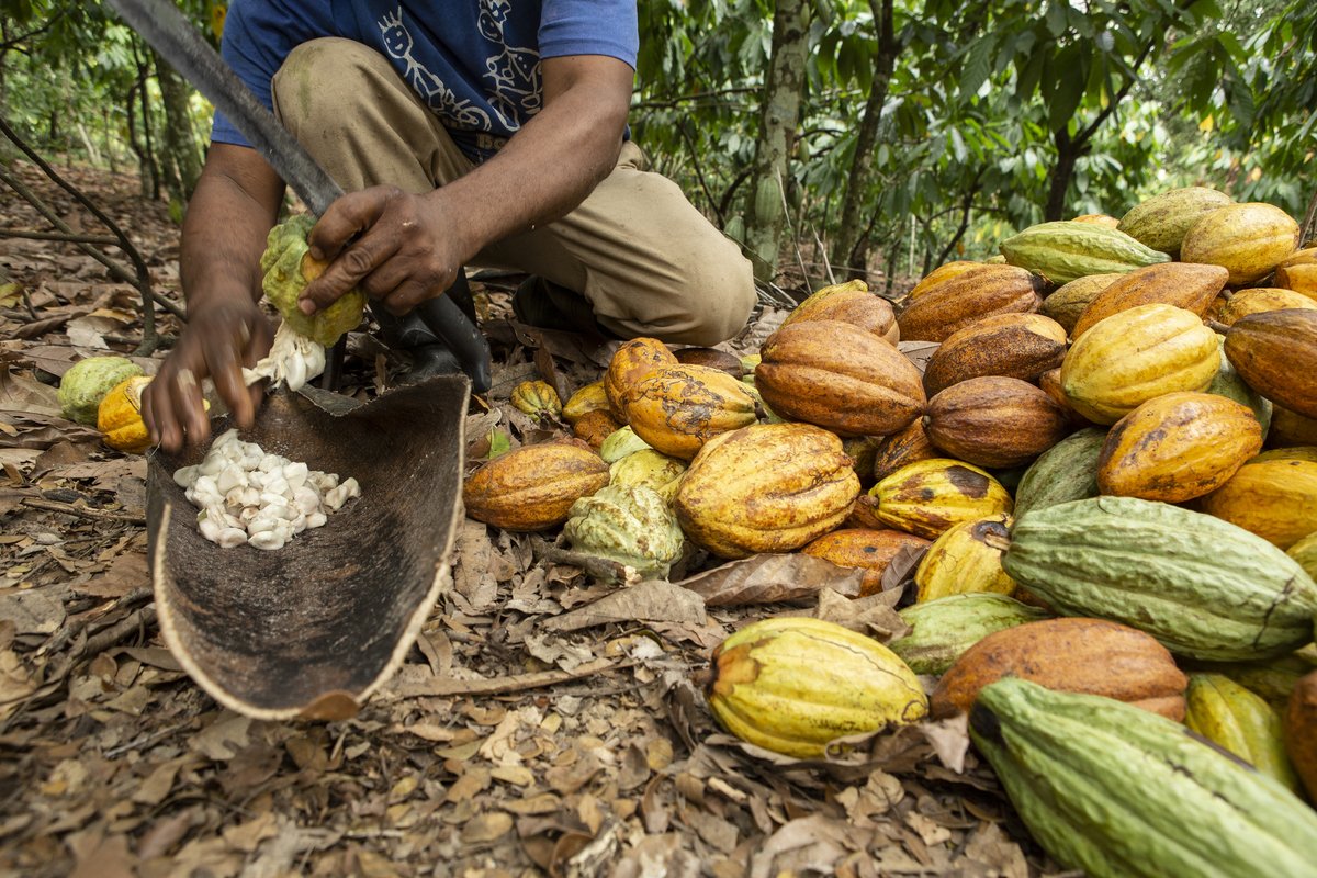 pnud's tweet photo. En la República Dominicana 🇩🇴, como en gran parte del mundo, los efectos del cambio climático incrementan las desigualdades.

@pierre_candelon, del @PNUDrd, ofrece 8⃣ recomendaciones para combatir este problema y promover la #AcciónClimática. 

Léelas: https://t.co/74vw2pT3Zp https://t.co/AhdGCFVDwD