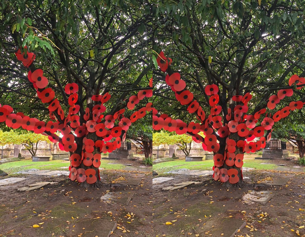 I didn't know poppies grow on trees but they do at St John the Baptist Church in Cardiff! #3D #stereoscopic #RemembranceDay2023 #ArmisticeDay2023