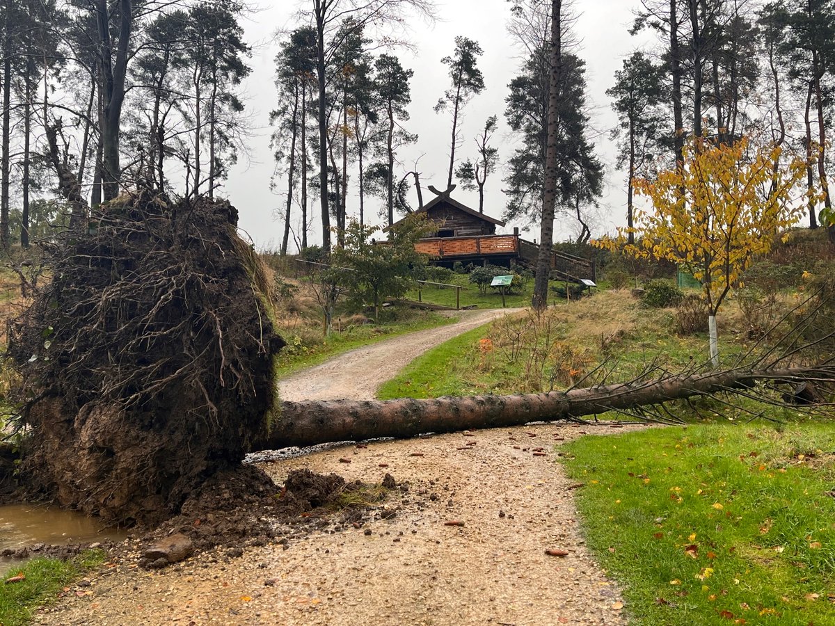 More trees down & damaged thanks to Storm Debi, clear-up and tree checking going on today, leaves and twigs everywhere. #StormDebi #trees #gardening #NorthYorkshire #ripon