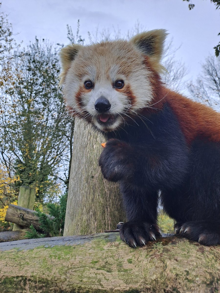 🐾 Facebook Live 🐾 🗺 We're taking a break from our Facebook Live World Tour tomorrow to have a wander around the Park! 📱 We'll be live at 1PM tomorrow! #birminghamwildlifeconservationpark #facebooklive #worldtour #redpanda