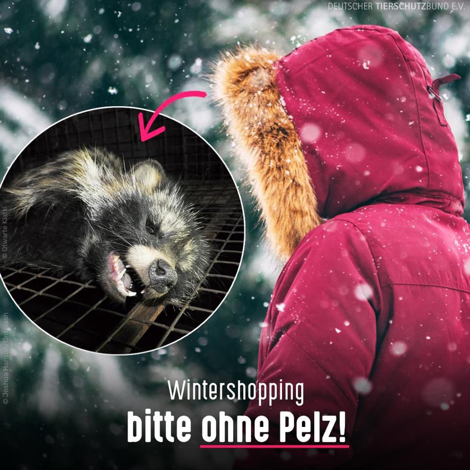 tierschutz_bund's tweet image. Jährlich leiden und sterben weltweit etwa 100 Mio. #Marderhunde, #Nerze, #Füchse und #Kaninchen für die Pelzindustrie.

Bitte kauft keine Produkte mit Fell!

Echter #Pelz ist nicht immer direkt zu erkennen, auch die Kennzeichnung oft sehr undurchsichtig 👉 tierschutzbund.de/tiere-themen/t…