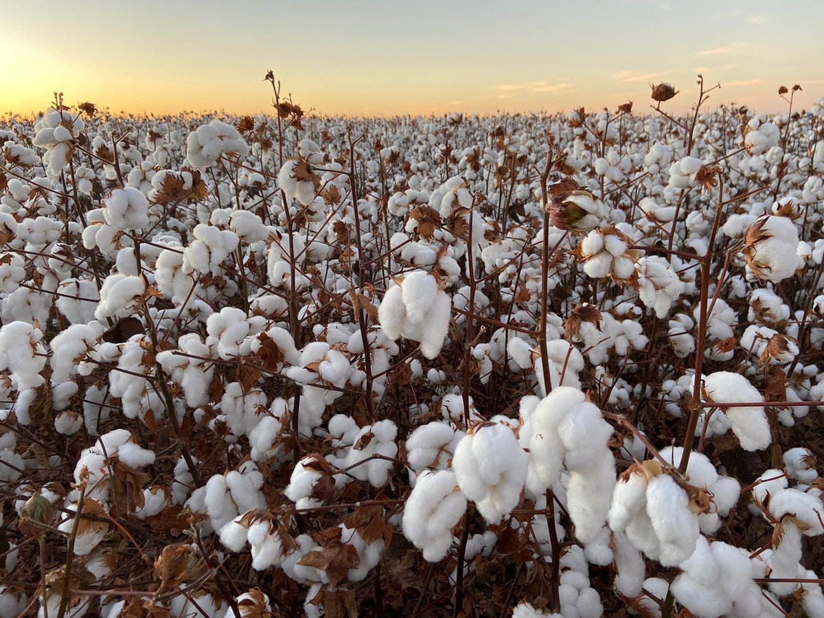“Entomological Communications” published in Oct ‘23 the Bioassay “Mating suppression and damage reduction of Spodoptera frugiperda ( J. E. Smith, 1797) in cotton”

See the full Bioassay here: doi.org/10.37486/2675-…