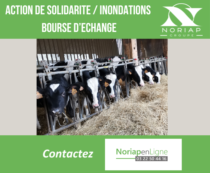 Le Groupe #Noriap recense les besoins en fourrages 🐄 des éleveurs touchés par les #inondations et le stock disponible chez les agriculteurs. 

👉Contactez Noriap en Ligne au 03 22 50 44 16.

#bourseéchange #HautsdeFrance #PasDeCalais #Nord