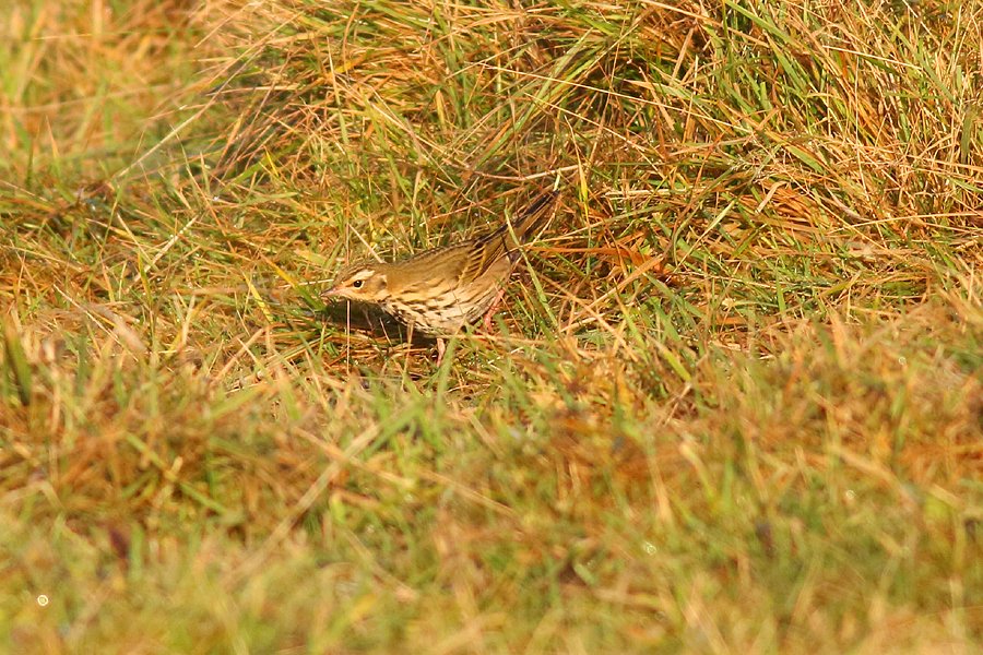 Finding this Olive-backed Pipit at Voe this afternoon was an unexpected treat whilst eating a massive bag of cheese and onion crisps for my lunch