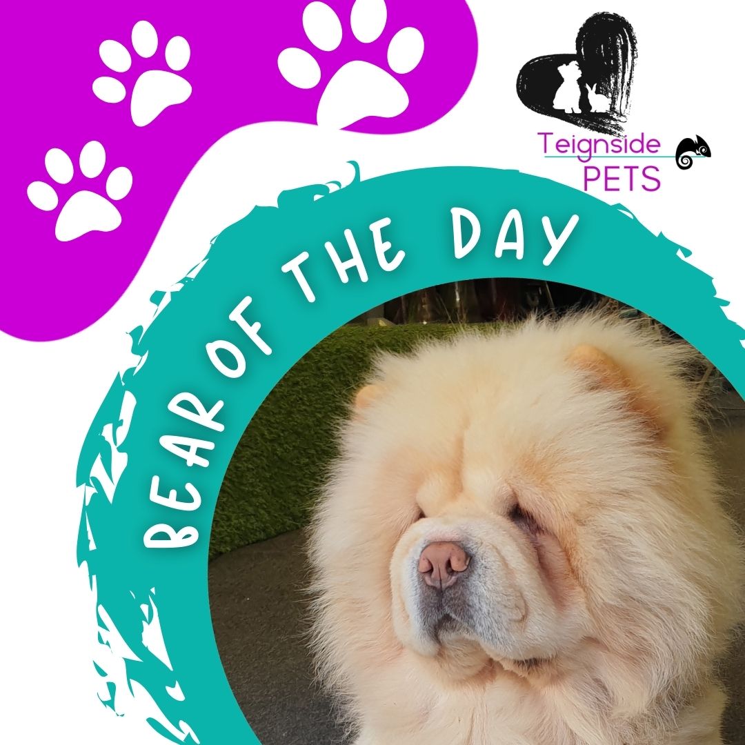 TeignsidePets's tweet image. We like to stop and say hello to all the fluffs and waggers... Today&apos;s favourite is Theo. Theo is super floofy and SUPER anti-social. We all have those days 😄
#Teignmouth #Dog #DogWalker #DogsofDevon #wags #floofy #doggo #doge