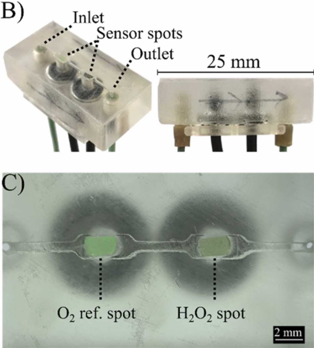 🧾New publication in my group! Anders Tjell introduces an hydrogen peroxide sensor to measure in flow. Peroxide is catalytically converted and the produced O2 detected in a microfluidic cell. Minor cross-senstivity! LOD=0.16 µM H2O2. <a href="/lab_sensor/">Optical Sensor Lab</a>, <a href="/tugraz/">TU Graz</a>  
doi.org/10.1016/j.snb.…