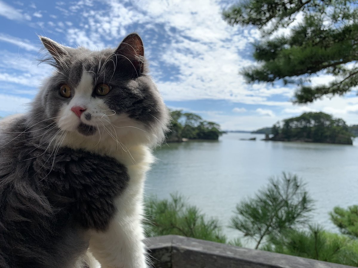 elly_lakes's tweet photo. Happy Birthday, Mr. Fuzzy! In your first two years of life, you have already travelled around Japan, France, Italy, and Switzerland by car, train, ferry, and airplane. I wonder where you will go next ✈️🌍
#ellylakes #mrfuzzy #aroundtheworld https://t.co/9QOORxed5O