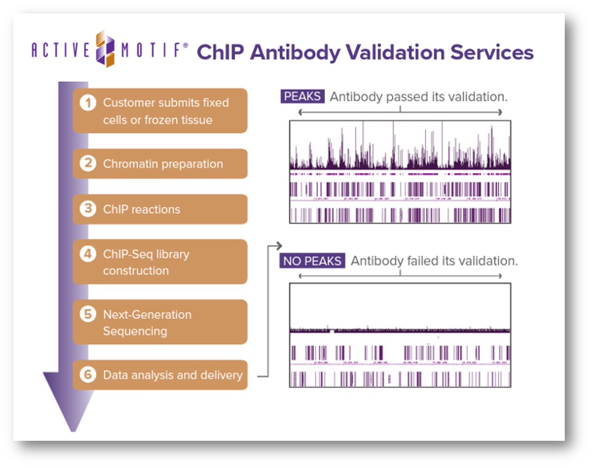 Did you know?
Only ~30% of antibodies work in ChIP-Seq 😱
Our #EpiExperts have VALIDATED hundreds of targets & can screen yours in a few weeks. 

We can help ➡ bit.ly/3Q9JJaW
 
#antibodies #epigenetics #genomics #NGS