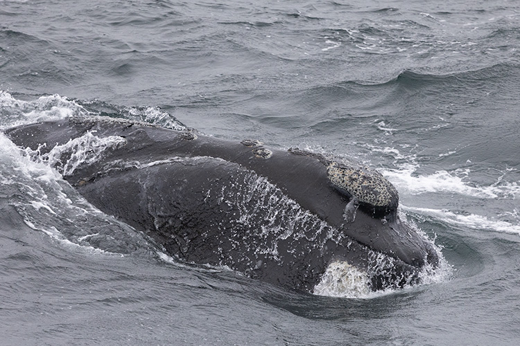 During a recent survey, four highly endangered Eastern North Pacific right whales were spotted—at least one new to researchers. #NorthPacificRightWhales #Whales #MarineScience #Alaska #AK fisheries.noaa.gov/feature-story/…