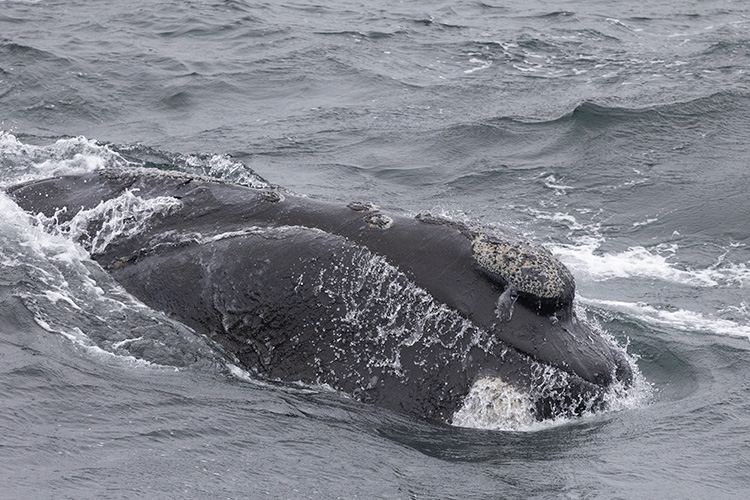 During a recent survey, four highly endangered Eastern North Pacific right whales were spotted—at least one new to researchers. #NorthPacificRightWhales #Whales #MarineScience #Alaska #AK
fisheries.noaa.gov/feature-story/…