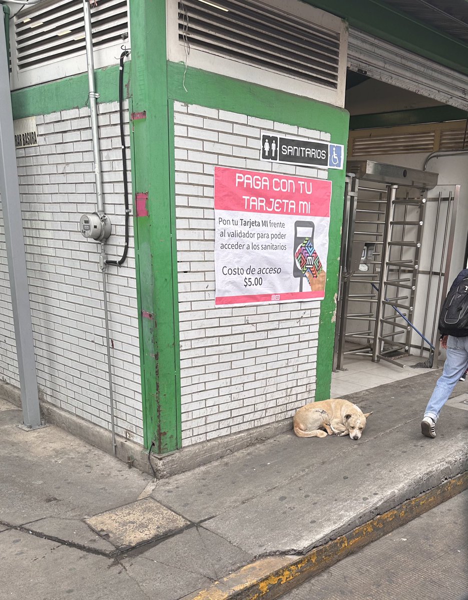 jonathan_tk's tweet image. Amigos,  ¿Lo pueden ayudar? Lo vi en camino a mi trabajo en el paradero de Tacubaya, se ve lastimado, pero no estoy seguro de que sea de alguien, es la primera vez que lo veo. @rbksokol @HELA_MORE @FundacionToby @VIBRAmascotas @SSC_CDMX