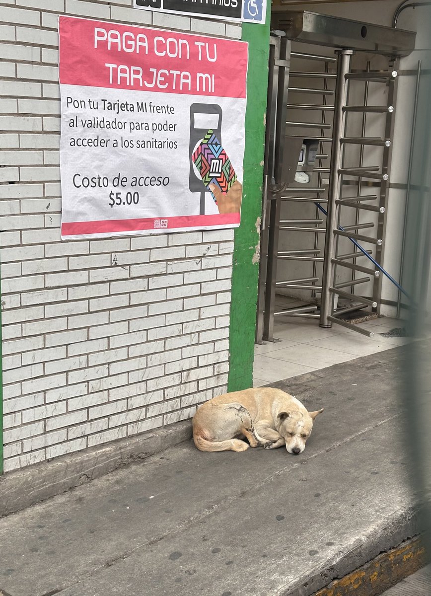 jonathan_tk's tweet image. Amigos,  ¿Lo pueden ayudar? Lo vi en camino a mi trabajo en el paradero de Tacubaya, se ve lastimado, pero no estoy seguro de que sea de alguien, es la primera vez que lo veo. @rbksokol @HELA_MORE @FundacionToby @VIBRAmascotas @SSC_CDMX