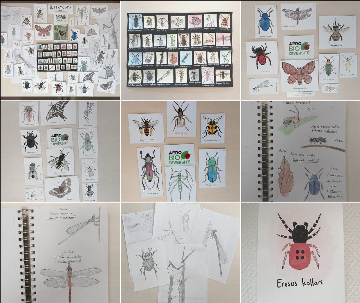 AÉRO BIODIVERSITÉ (@aerobiodiv) on Twitter photo En octobre, nos salariés se sont appliqués à suivre scrupuleusement le concept d’Insektober - proposé chaque année par l’<a href="/Opie_insectes/">Opie insectes</a> et consistant à dessiner un insecte par jour durant le mois. 🎨🗓️
Découvrez ci-dessous la contribution d'Aéro Biodiversité pour 2023 ⬇️ En octobre, nos salariés se sont appliqués à suivre scrupuleusement le concept d’Insektober - proposé chaque année par l’<a href="/Opie_insectes/">Opie insectes</a> et consistant à dessiner un insecte par jour durant le mois. 🎨🗓️
Découvrez ci-dessous la contribution d'Aéro Biodiversité pour 2023 ⬇️