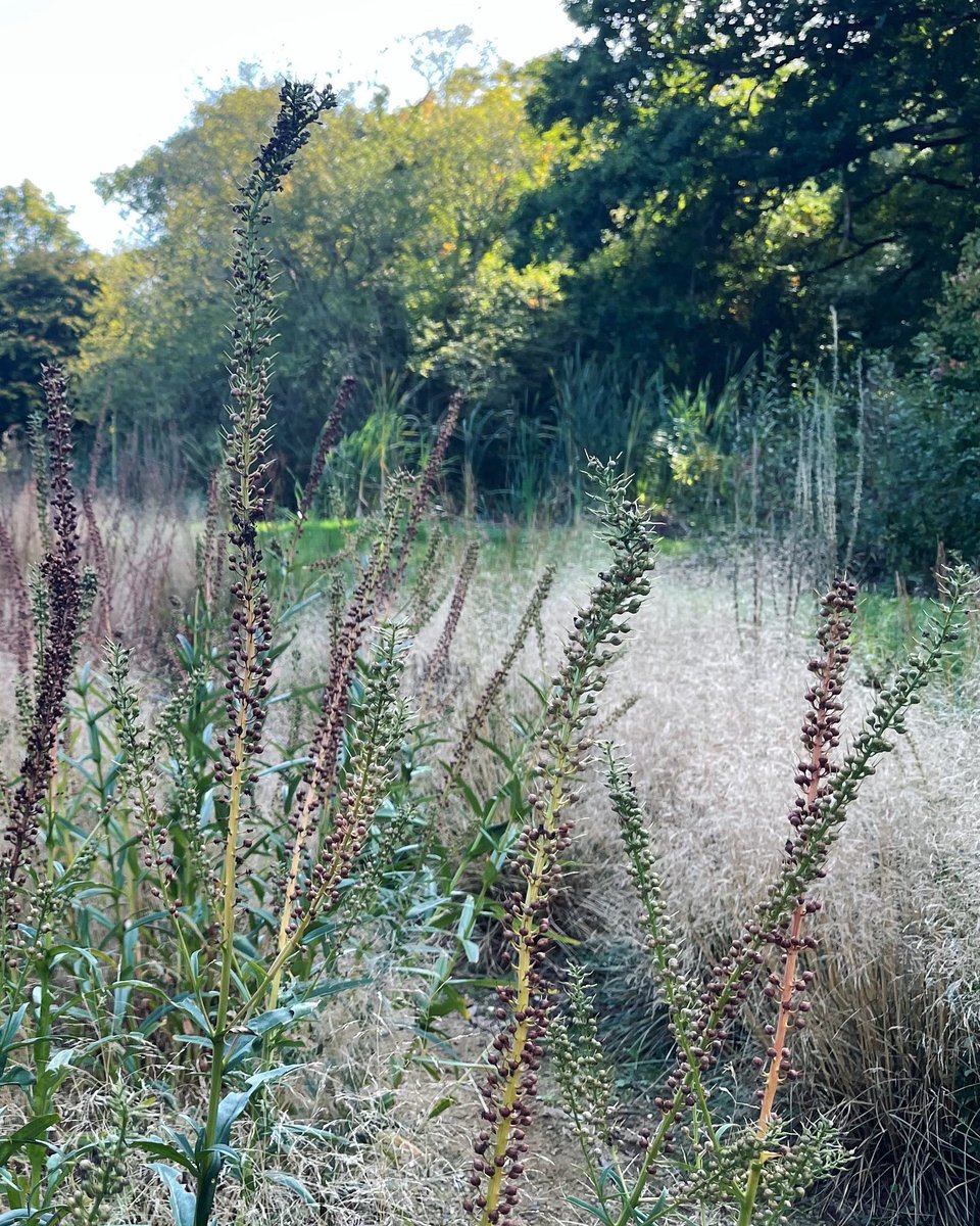 As garden designers, we talk of ‘soils’ whilst many professionals we work with talk of ‘dirt’ or ‘mud’. At the SOILSCON Conference on 28 Feb, I’ll be exploring if the language used impacts what happens on site and why that matters.
Find out more, via event organisers <a href="/TOHA_Soil/">TimO'HareAssociates</a>