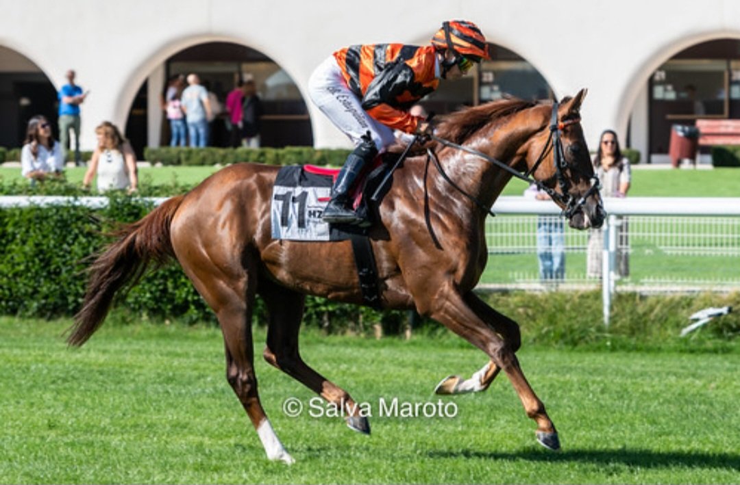 Os presentamos a Winton(Palamoss) la nueva incorporación de la cuadra, muchas gracias a su propietario por la confianza.