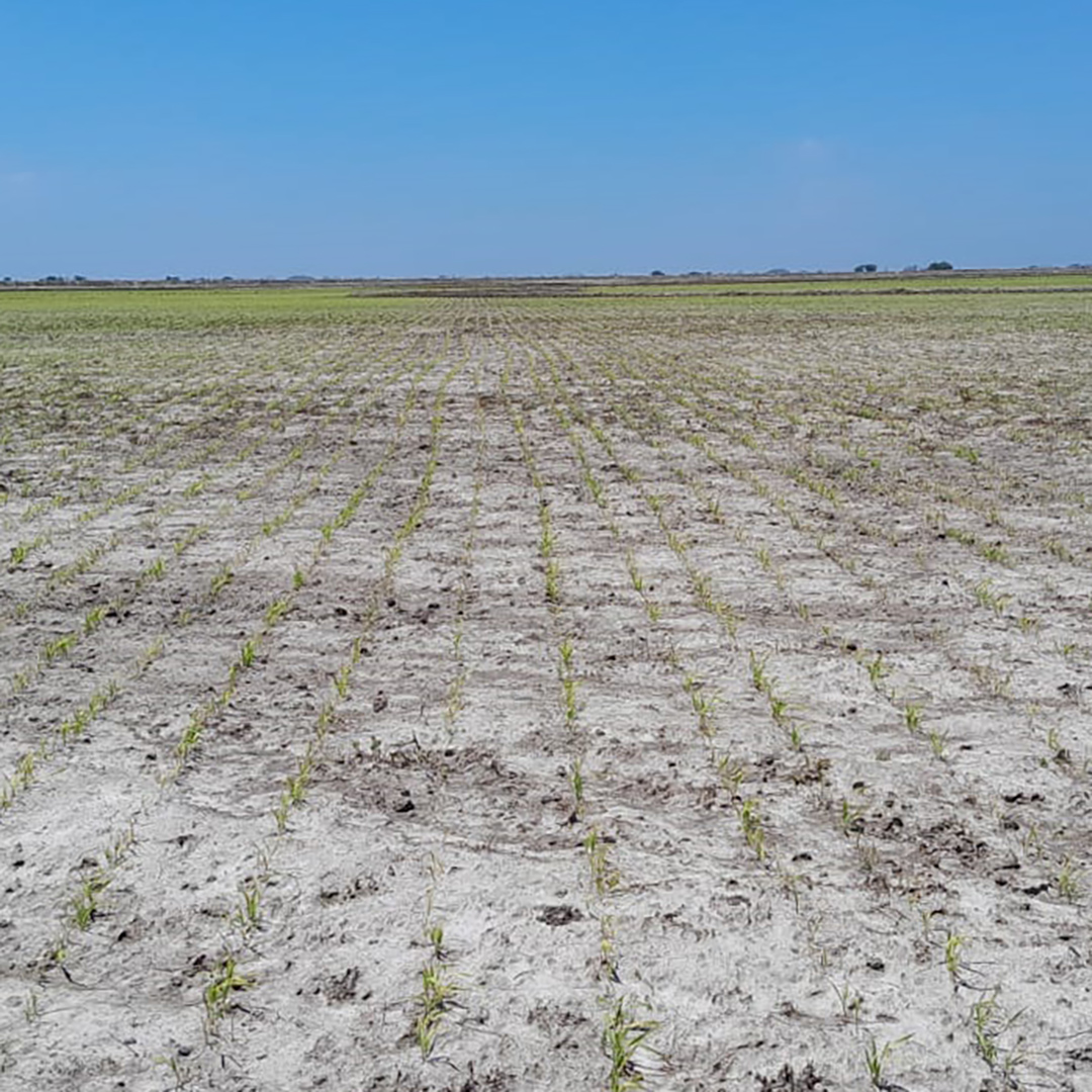 agromil_ltda's tweet photo. Arroz Merín tratado con #Rizoderma, implantándose y sufriendo los fríos. 📍 En 18 de Julio, Rocha. 👥 @chapicrc @RizobacterU
#ArrozMerín #RizobacterUruguay https://t.co/BAXLfjcUua
