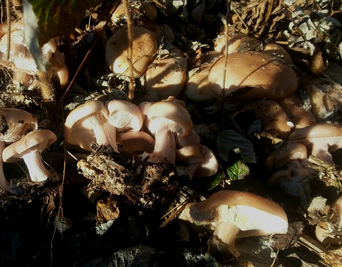 A pile of Wood Blewit mushrooms. #Mushrooms #fungi #nature