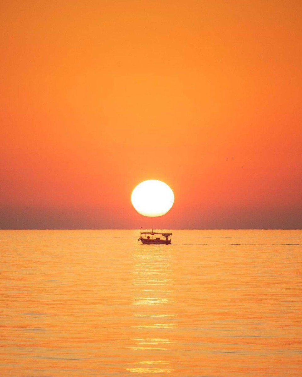 Tunis Tribune tweet media